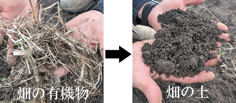 畑の有機物と土