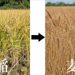 田んぼの裏作に麦を植えない理由とは？｜自然栽培米農家の考える自然循環