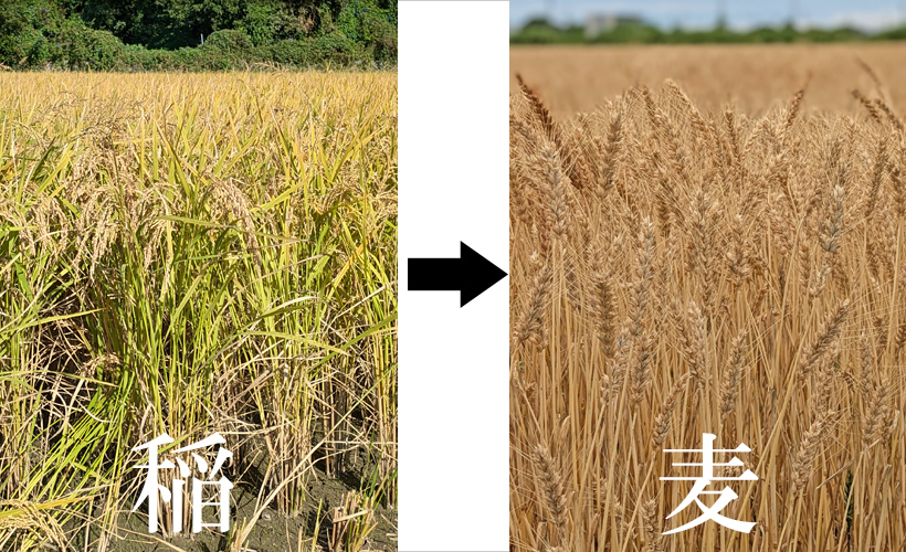 稲から麦へ