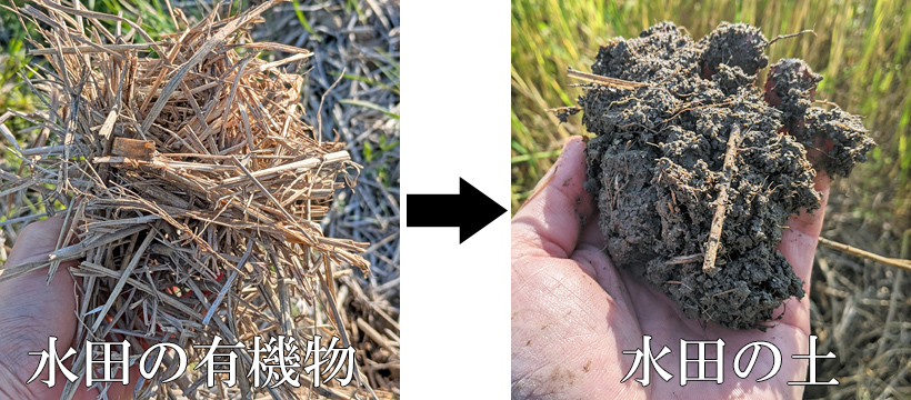 水田の有機物と土