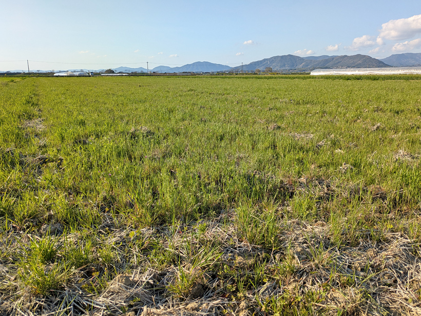 冬の自然栽培米の田んぼ