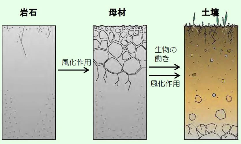 土壌の生成