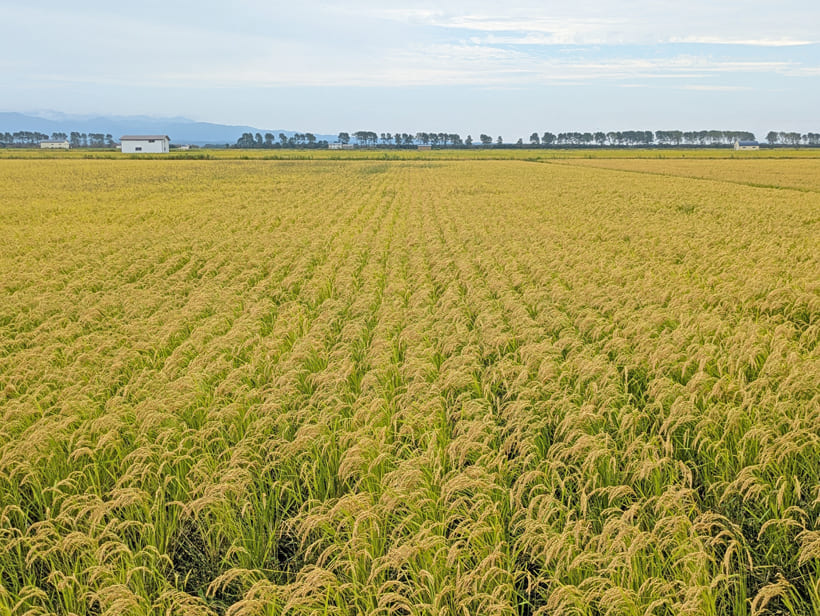 齋藤自然栽培米の田んぼ