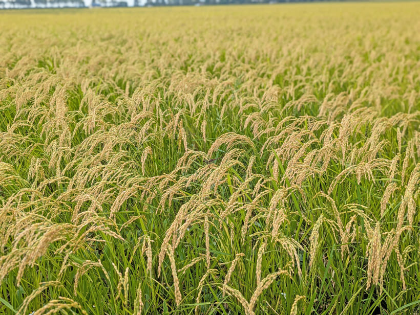 齋藤自然栽培米の稲