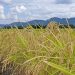 自然栽培米ササニシキの稲
