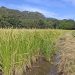 山口県の自然栽培米旭